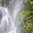 Water & Flowers