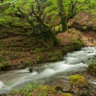 The tree by the creek