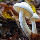Fungi