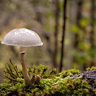 Fungi