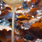 Fungi