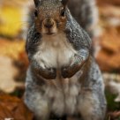 Squirrel