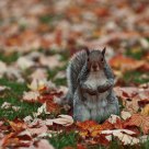 Squirrel