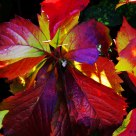 Autumn Colours