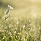 Morning light