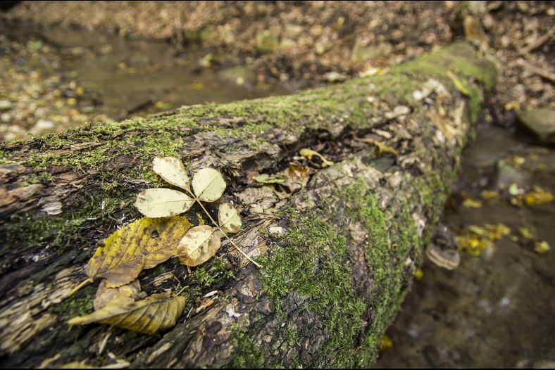 Autumn in Óbánya
