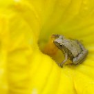 The Frog Princess