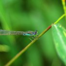 The spirit of nature