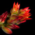 Flor de planta carnosa