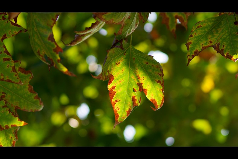 Leaf