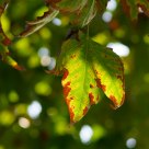 Leaf