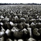 oyster-shell gobi
