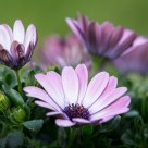 Flowers with the tears from last rain ...