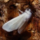 White Moth