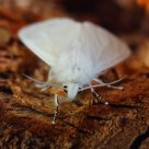 White Moth