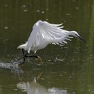Egret