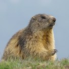 Marmot