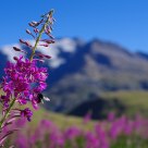 Epilobium angustifolium