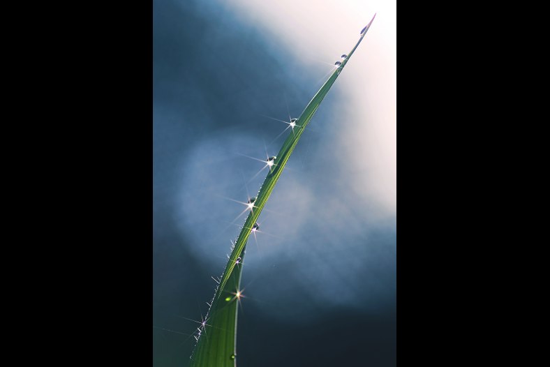 Green lights