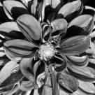 Study of  Flower in Black & White