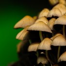 mushroom