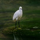 bird