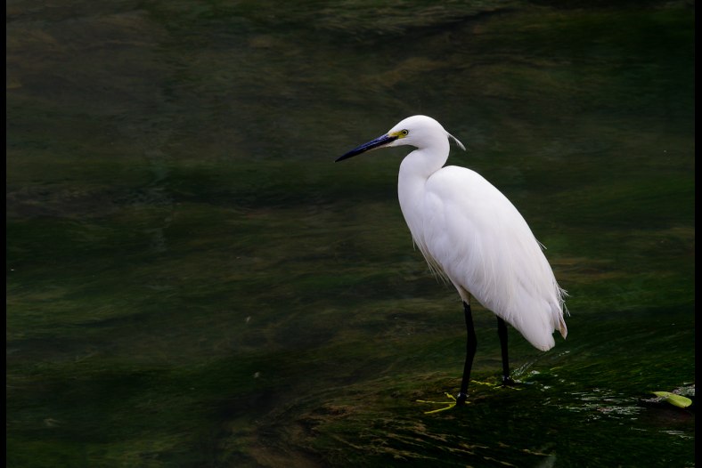 bird