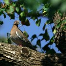 White Winged Dove