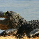 Texas Alligator