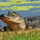 Texas Alligator