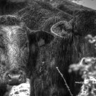 Cows in the snow rain