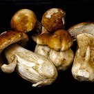 Boletus