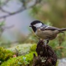  Coal Tit, Periparus ater