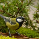 Great Tit (Parus major)