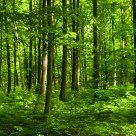just green