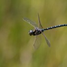 Flying dragonfly
