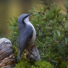  Eurasian Nuthatch (Sitta europaea)