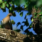 White-Winged Dove