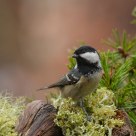  Coal Tit, Periparus ater