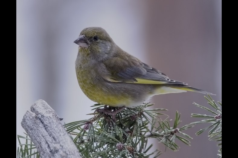  Greenfinch (Carduelis chloris)