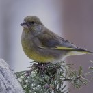  Greenfinch (Carduelis chloris)