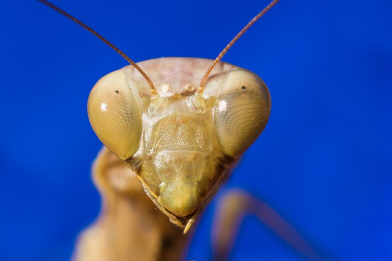     praying mantis