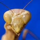     praying mantis