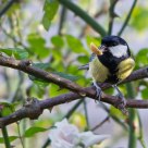 Great tit