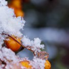 First snow