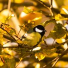 Great Tit in an Apple Tree