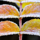 Colorful frost