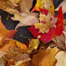 Fall in NY