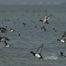 Tufted Ducks