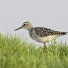 Wood Sandpiper